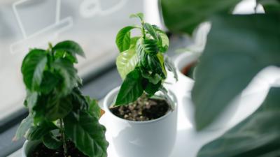 Herb garden in plant holders on window sill